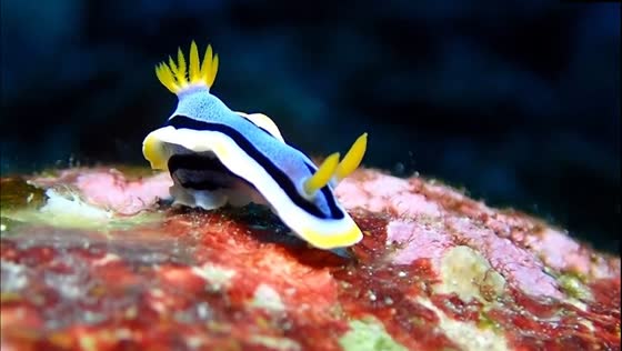 Sublime serenity: graceful nudibranch gliding across Japanese seafloor