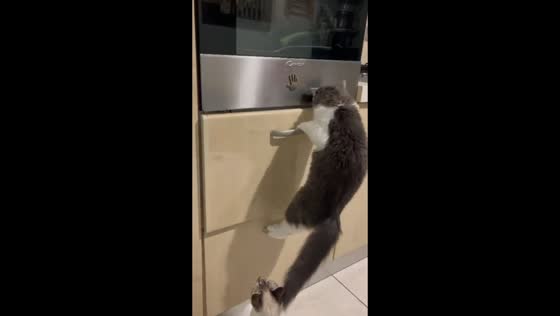 Two mischievous cats open kitchen cabinet in Orsogna, Italy