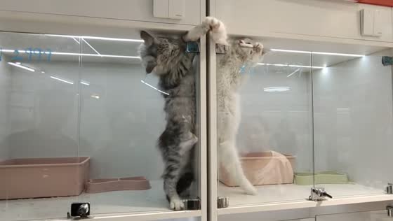 Cats touch paws through glass door in playful moment in Shanghai, China