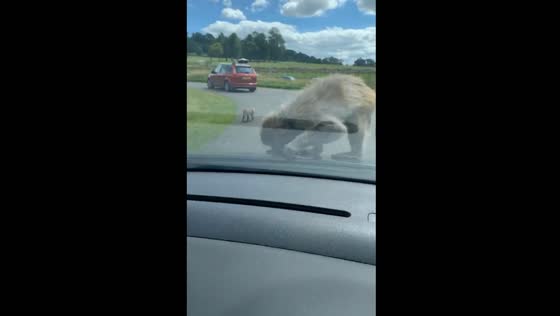 Monkey attacks car at Longleat Safari Park