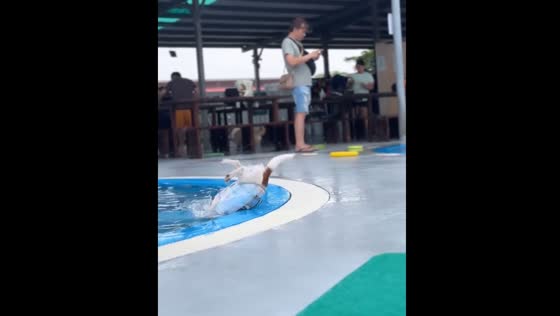 Dog falls into pool during playful moment in Taiwan