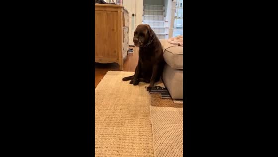 Dog’s guilty reaction after chewing lotion bottle in Marietta, Georgia