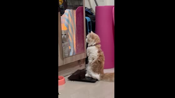 Mayonnaise the mirror-curious cat: a hilarious weighing scale encounter