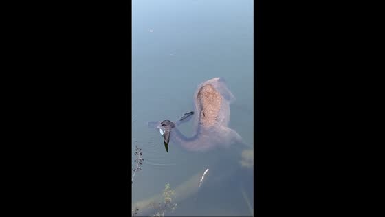Unexpected catch at lake in Horna Lehota, Slovakia