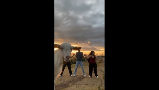 People dancing interrupted by goat in Baao, Camarines Sur, Philippines