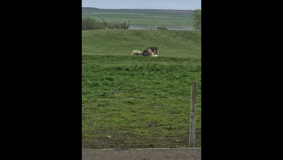 Sheep playfully bumps resting Clydesdale horse in Watten, Scotland, UK