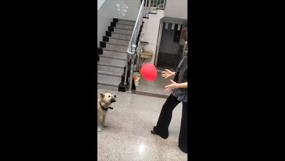 Playful dog enjoy balloon catch game in Guangdong, China