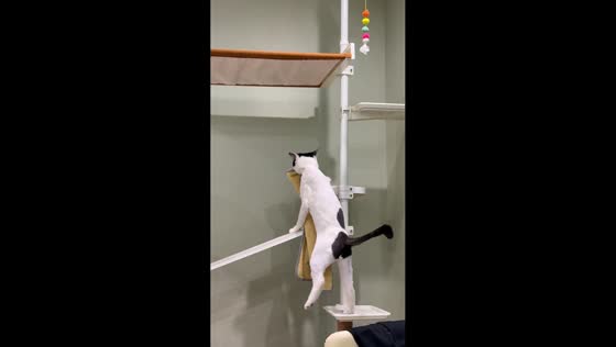 Cat climbs rack while carrying a blanket in Jiangsu, China
