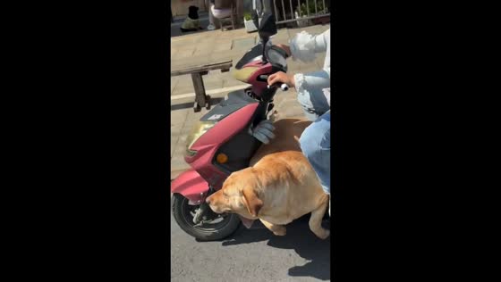 Labrador calmly rides on electric scooter with passengers in Anhui, China