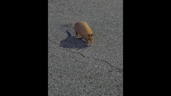 Armadillo runs off after being startled in Newnan, Georgia, USA