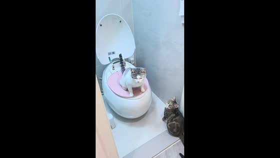 Two well-trained cats take turns using household toilet in Liaoning, China