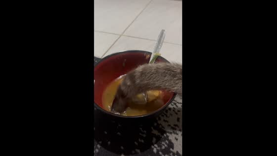 Cat's uncommon culinary curiosity: tail-dipped bakwan kawi surprise