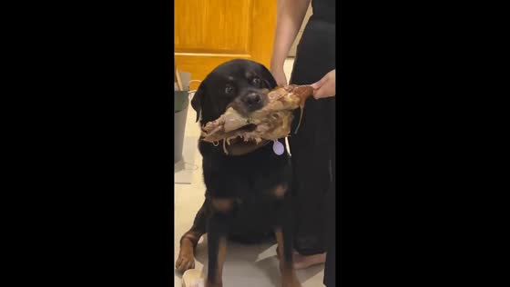 Dog steals lechon leg during Christmas dinner in Muntinlupa, Philippines