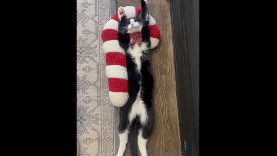 Cat sleeps peacefully on Christmas candy stick in Beverly, Massachusetts