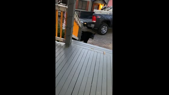 Black bear spotted near cabin in Gatlinburg, Tennessee
