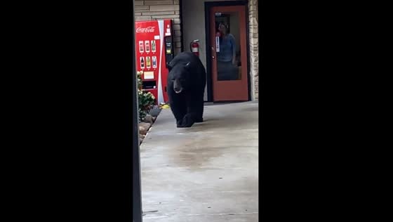 Bear spotted at hotel in Gatlinburg, Tennessee, USA