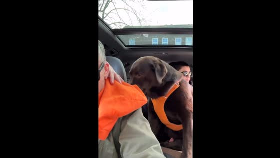 Humphrey's hoodie hilarity: a dog's fashion faux paw