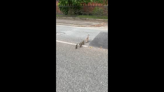 Person helps duck and chicks cross road safely in Sefton Park, Liverpool