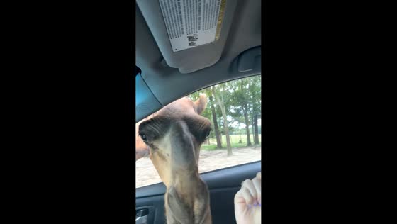 Hungry camel sticks head into car for food in New York, USA