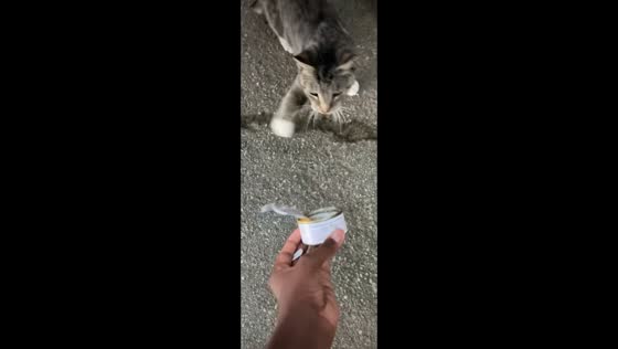  Mad cat taps owner to get canned food in New London, Connecticut, USA