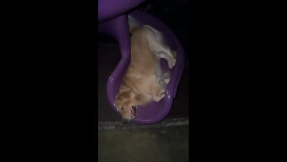 Golden retriever joyfully slides down playground slide in Jiangxi, China