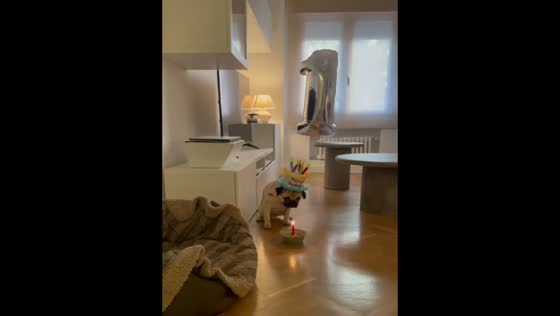 Close call during dog’s birthday celebration in Madrid, Spain