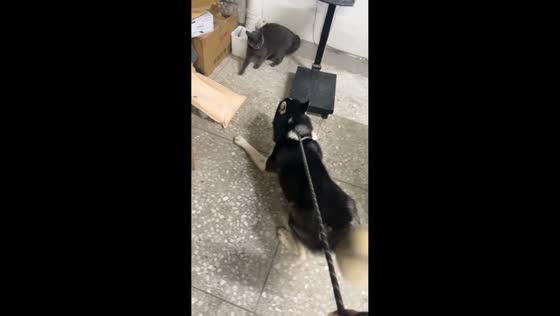 Dog barks at napping cat in boxes in Jiangxi, China