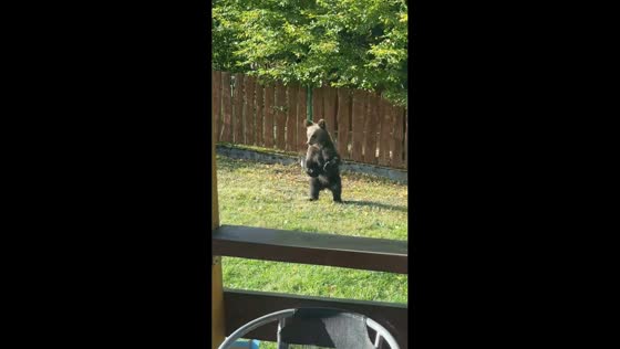 Bear jumps over backyard fence as cub remains in yard in Olchowiec, Poland