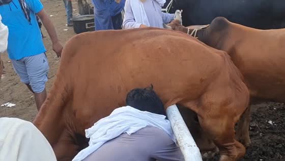 Cow rescued after getting stuck on rail in Lahore, Pakistan