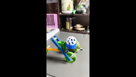 Parrot performs miniature basketball dunk in Jiangsu, China