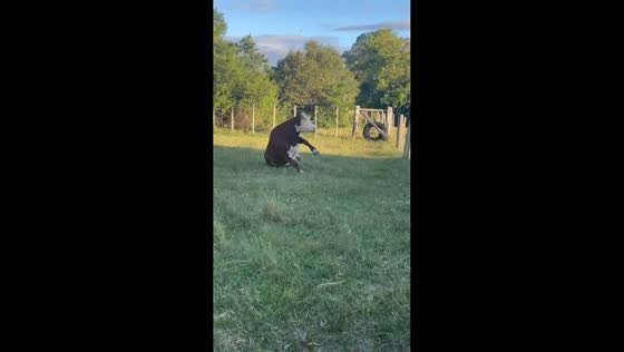 Cow spins and falls after getting dizzy in Uruguay