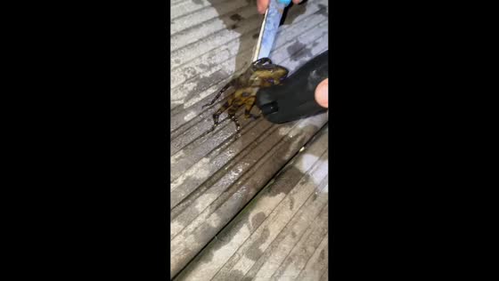 Blue-ringed octopus carefully returned to sea in Newcastle, Australia