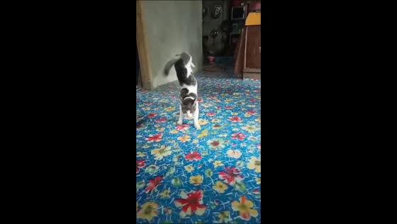 Pet cat performs handstand walking in Enrekang, Indonesia
