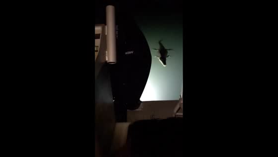Crocodile drifts near yacht amid extreme tides in Kimberley, Australia
