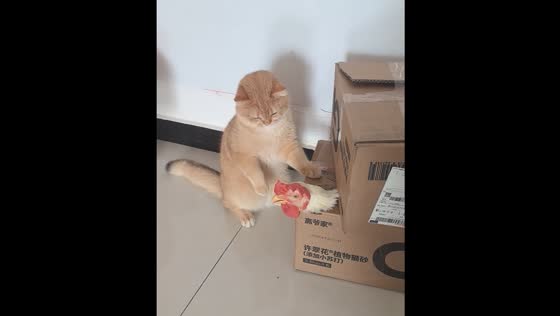 Cat playfully fights chicken peeking out of a box in Beijing