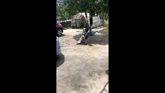 Boy struggles to carry a large cat in Zhejiang, China