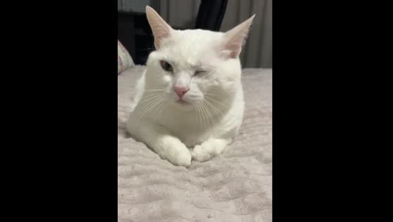 A tired cat that is sleeping very cutely is roused by her owner