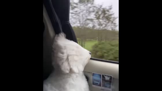 Fluffy dog’s fur hilariously blows wild in the wind during car ride in Fujian, China
