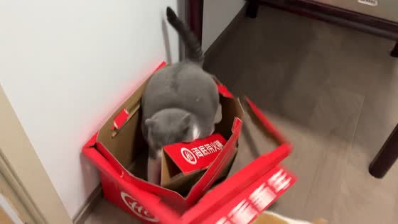 Mischievous British Shorthair topples box in Zhejiang, China