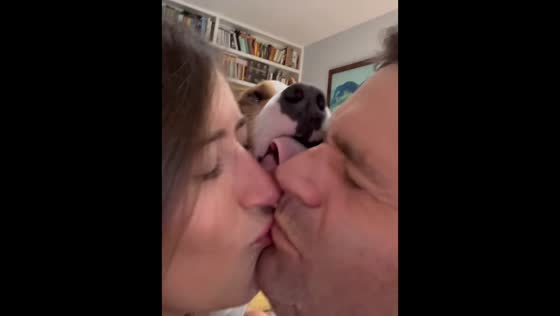 Dog adorably joins couple's anniversary kiss in Los Angeles, California, USA
