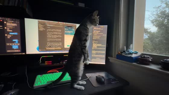 Cat stands on desk before quickly moving away from owner in Zhejiang, China
