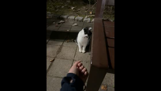 Curious kitten mimics hand movements in Yongin, South Korea