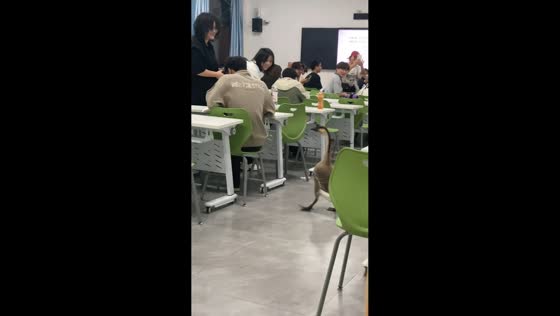 Adorable goose visits classroom in Guangxi, China