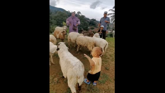 Toddler Kiano Alfarezel meets an unamused sheep in Bogor, Indonesia