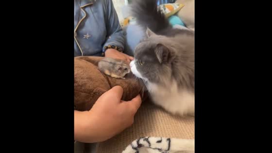 Cat tries to snatch hamster during interaction in Shanghai, China