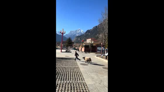 Valais Blacknose sheep chases a little boy in Xizang, China