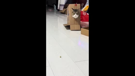 Cat explores box while sniffs for food in Heilongjiang, China