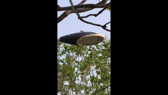 Woodpecker hilariously pecks at a streetlight in Henan, China