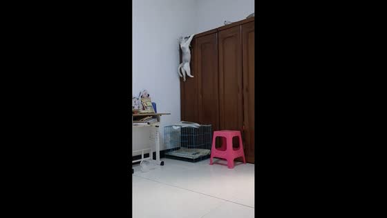 Cat climbs cabinet while carrying kitten in Hebei, China