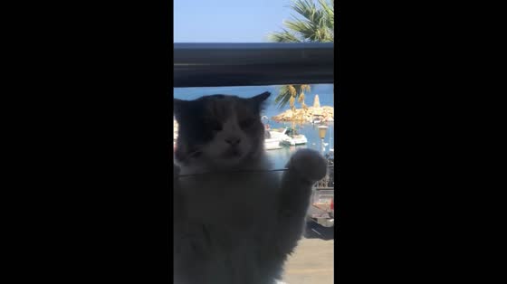 Curious cat watches guests at bayside restaurant in Protaras, Cyprus